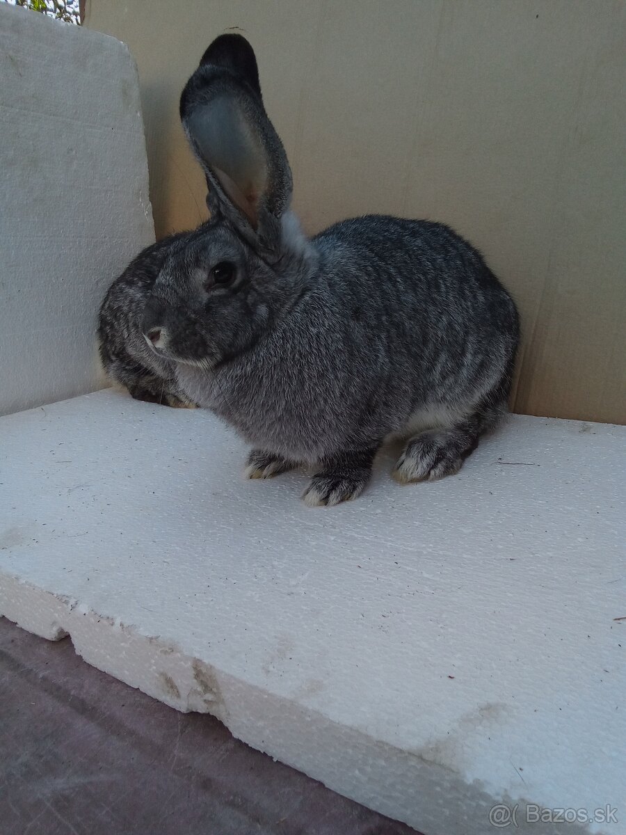 Činčila veľká - 3