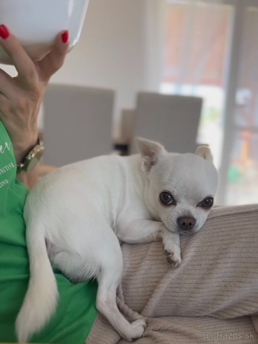 HOLÍČ / BORSKÝ MIKULÁŠ: 🐾 Ponuka na krytie – čivava Jackie - 3