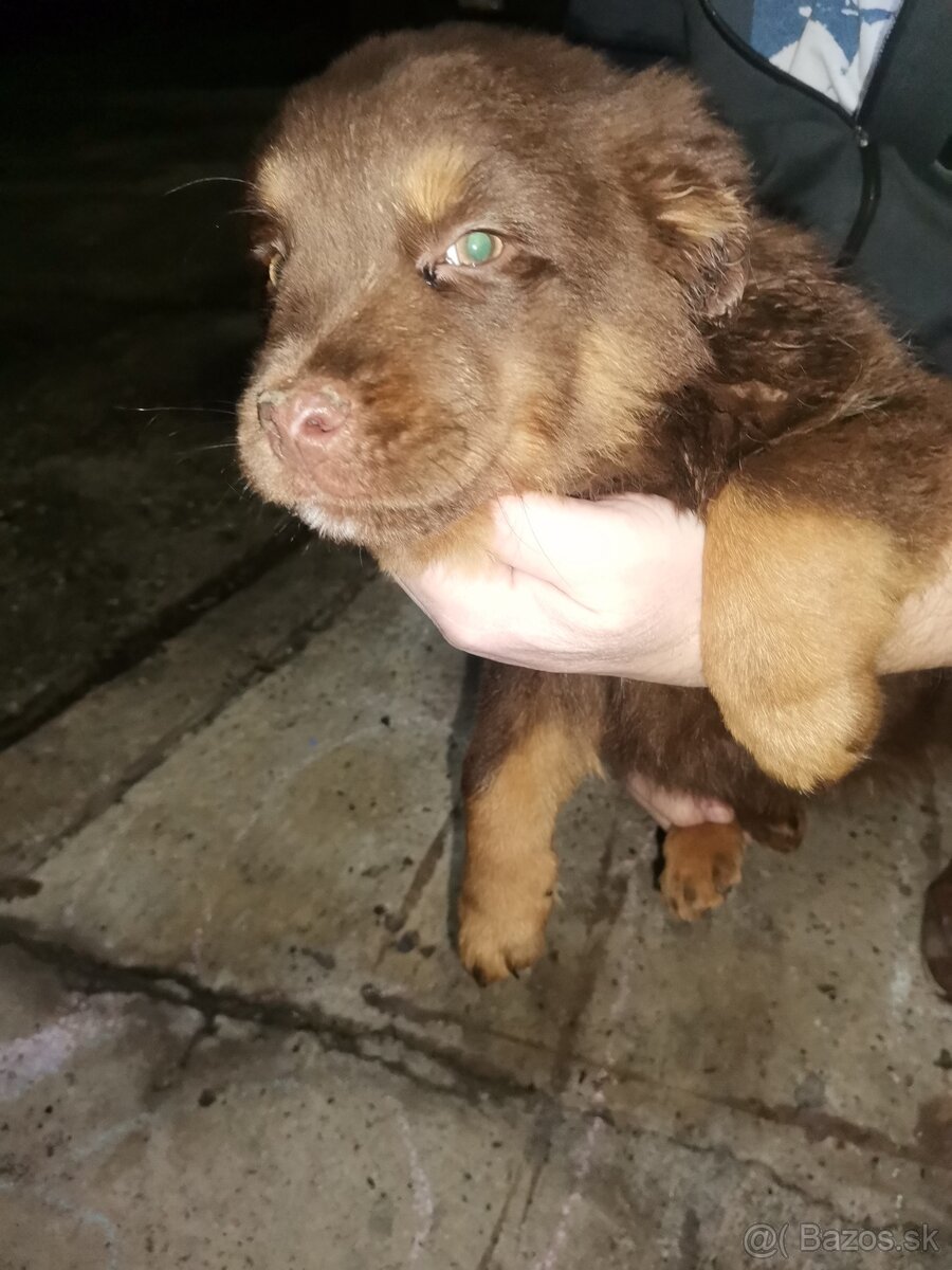 Darujem šteniatka - 3