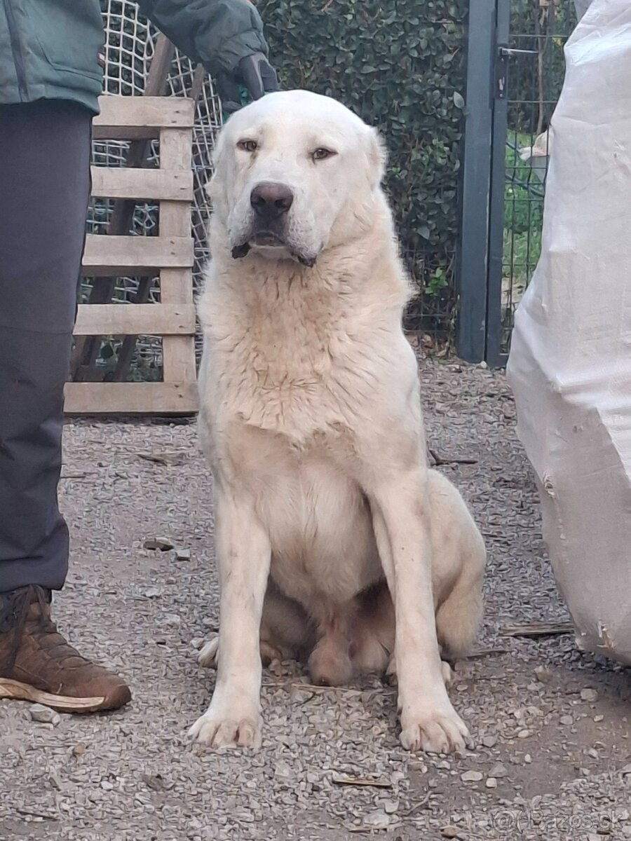 Stredoázijský ovčiak - 3