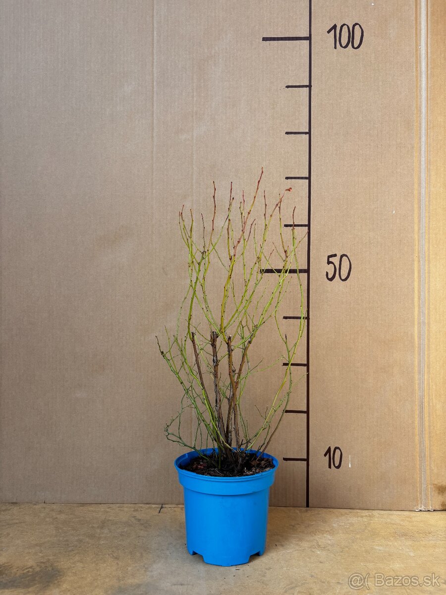 Sadenice čučoriedky kanadské a brusnice - 3