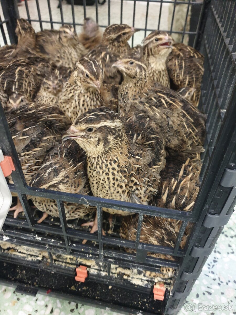 Japonské prepelice faraon NR, NZ, LV - 3