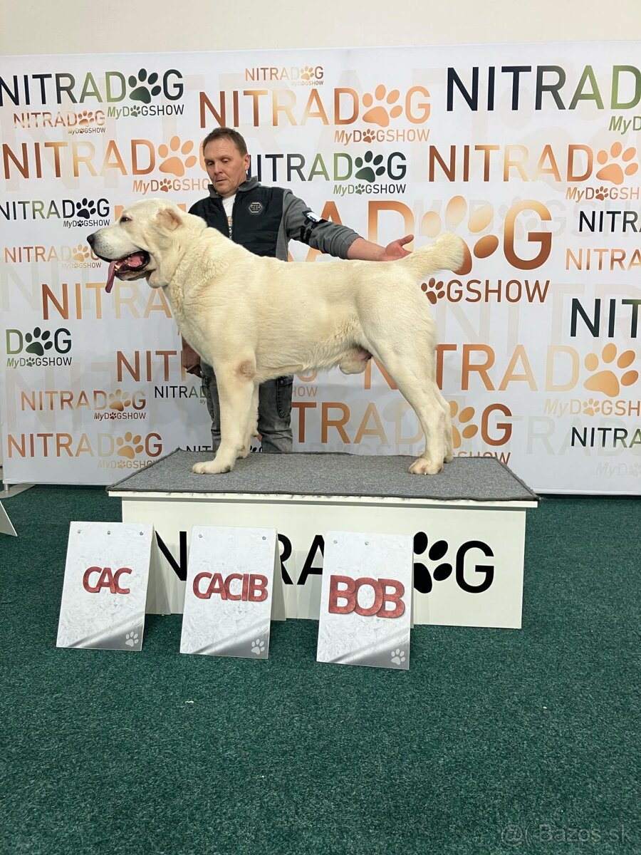 Stredoázijský ovčiak - 3