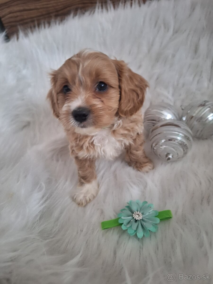 Maltipoo šteniatka, - 3