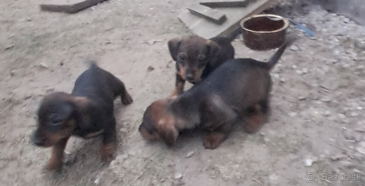 Predám šteniatka jazvečík. - 3