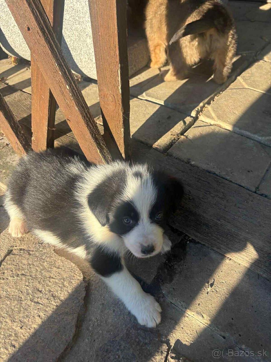 Šteniatka mix border kólie. - 3