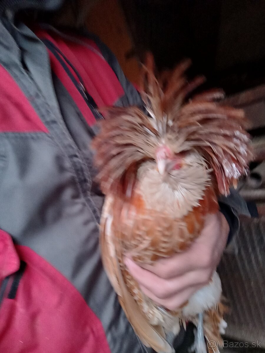 Kohút Paduánka v Ťavej farbe. - 3