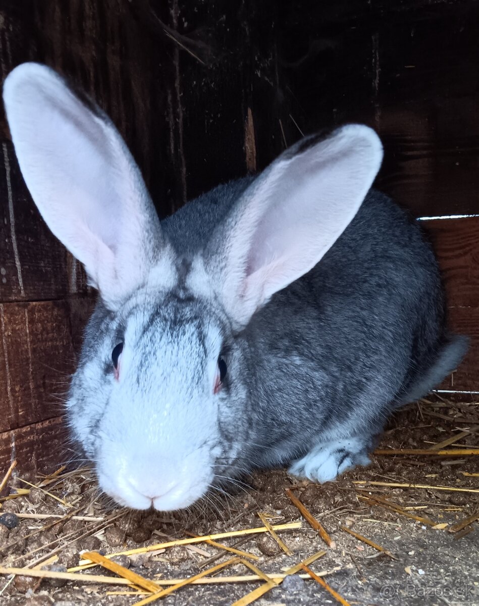 7 mesačne králiky - 3