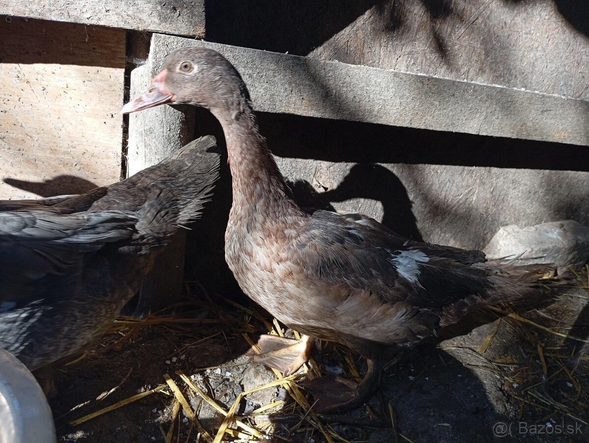 Pižmove kacice a kačery - 3