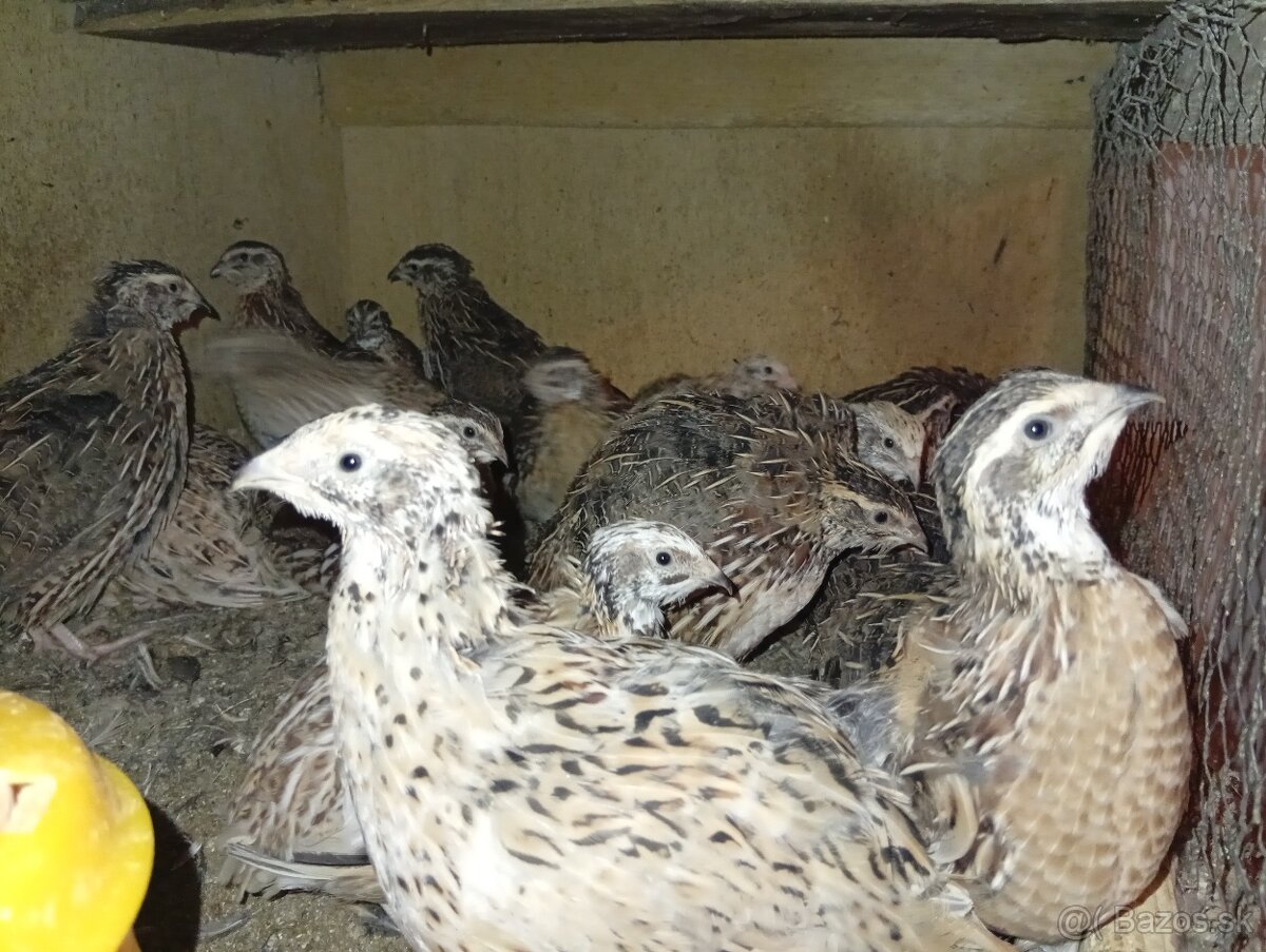 Japonske prepelice. - 3