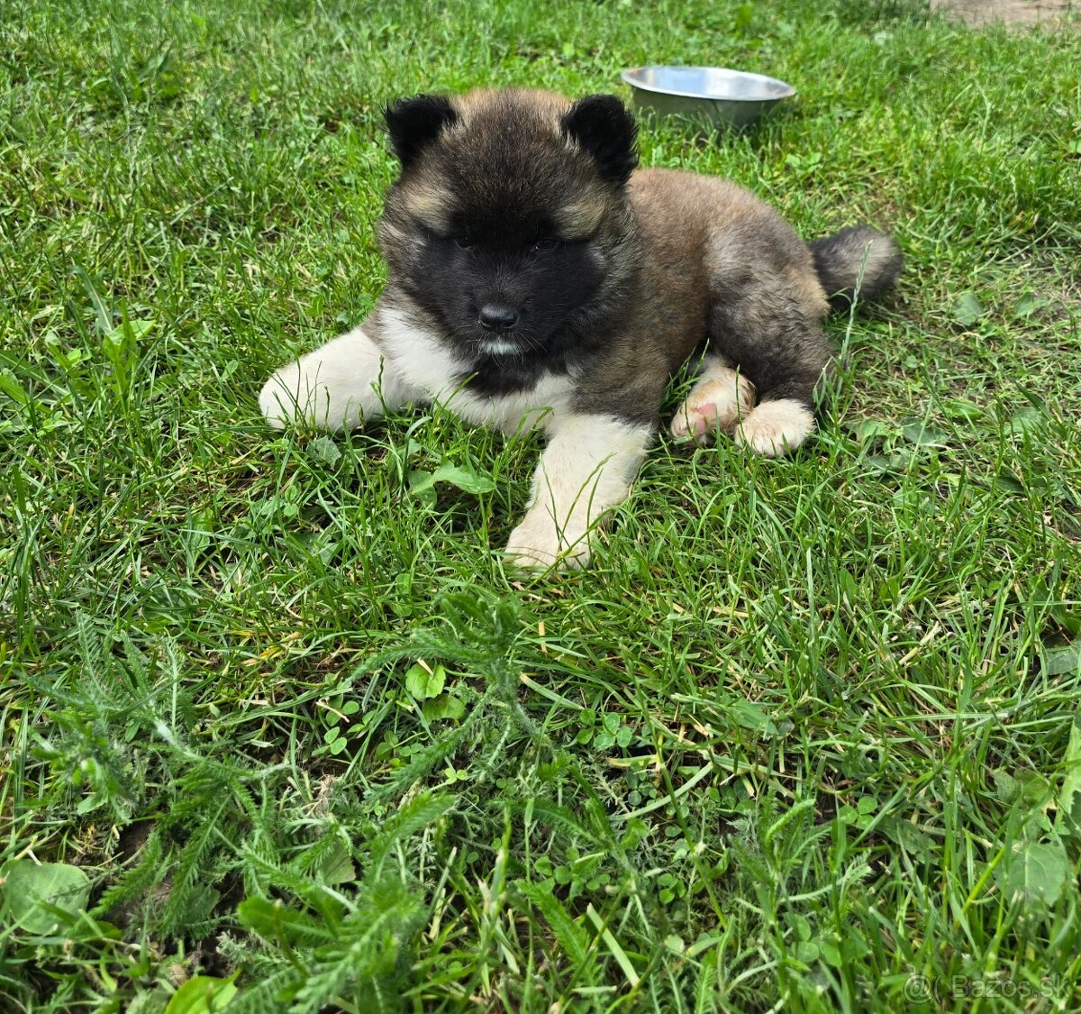 Šteniatka Americká akita - 3