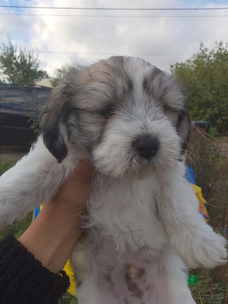 Maltezak kríženy Yorkshire teriér - 3