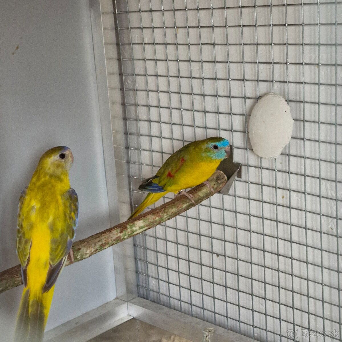 1.1 neofema tyrkysova opalin skorica 1df - 3