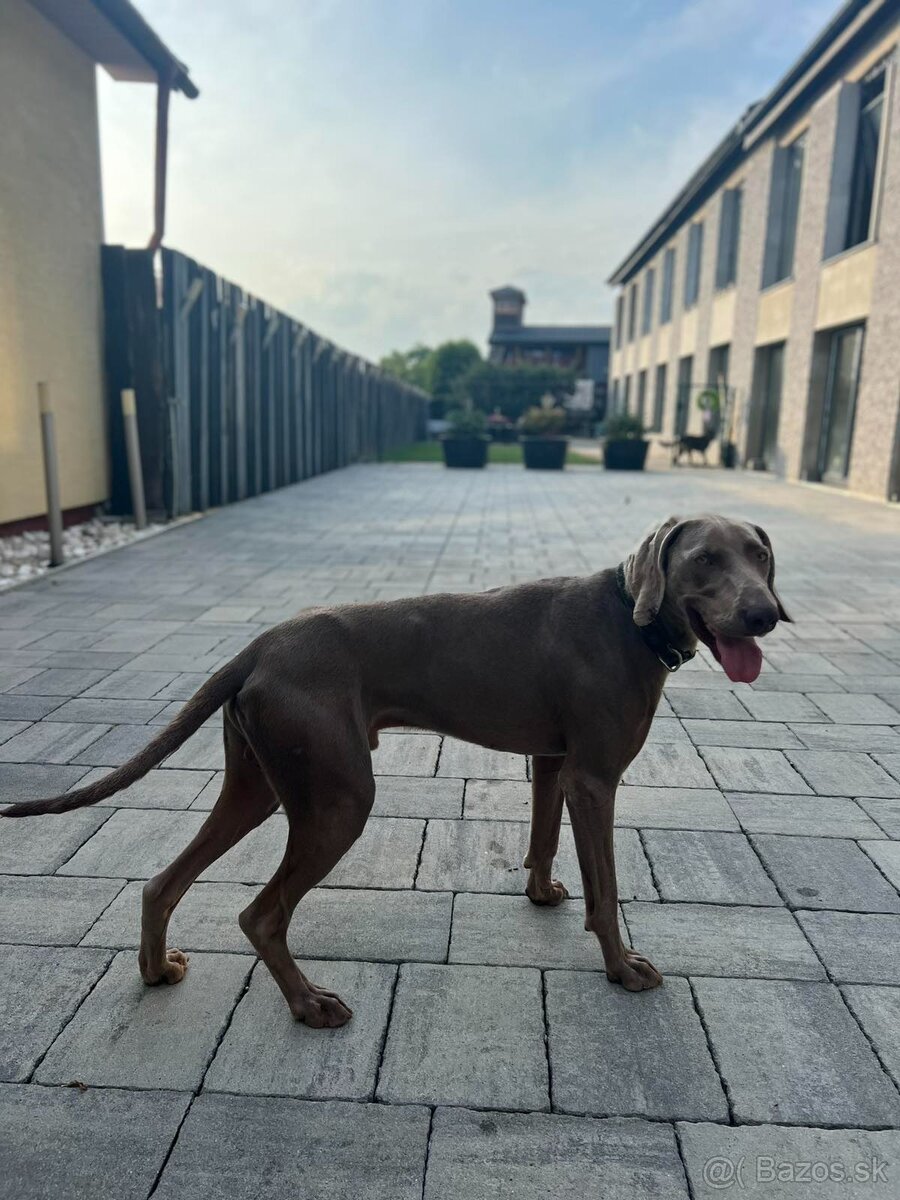 Weimarský stavač - 3