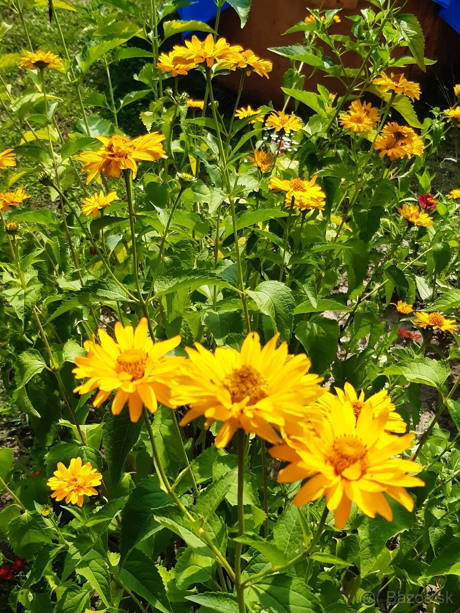 Slnečnica trváca - 3