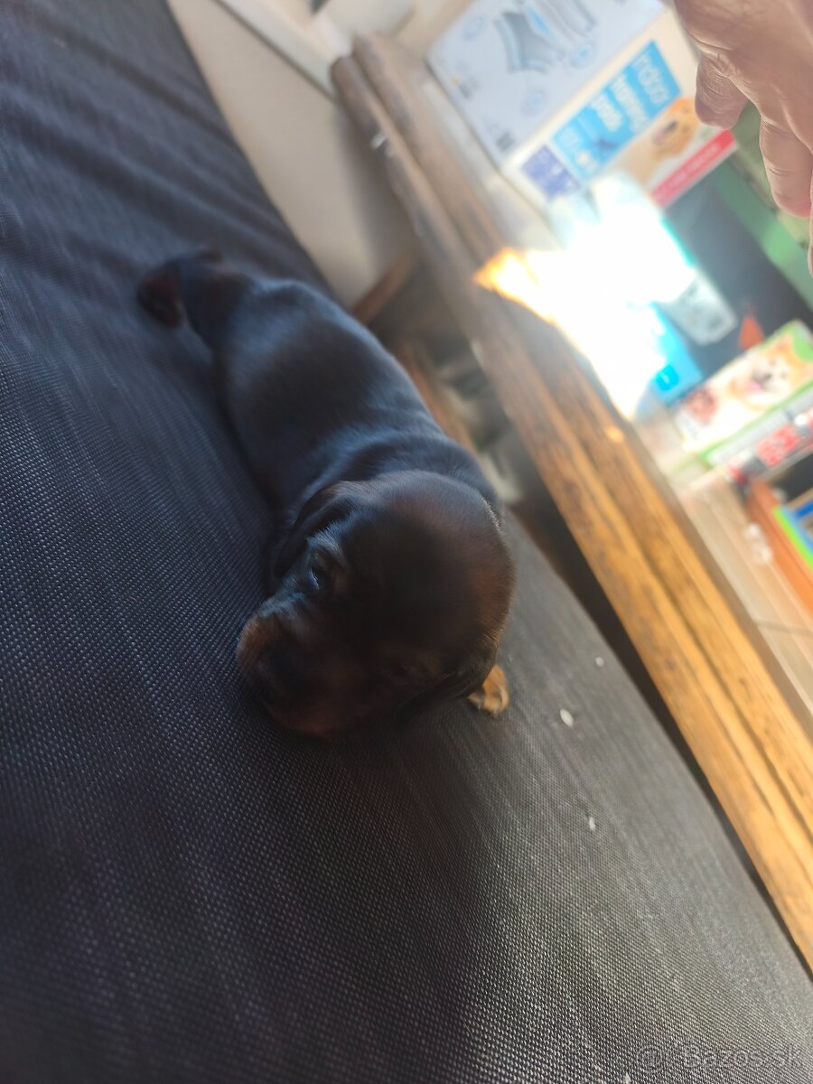 Trpaslíci jazvečík - 3