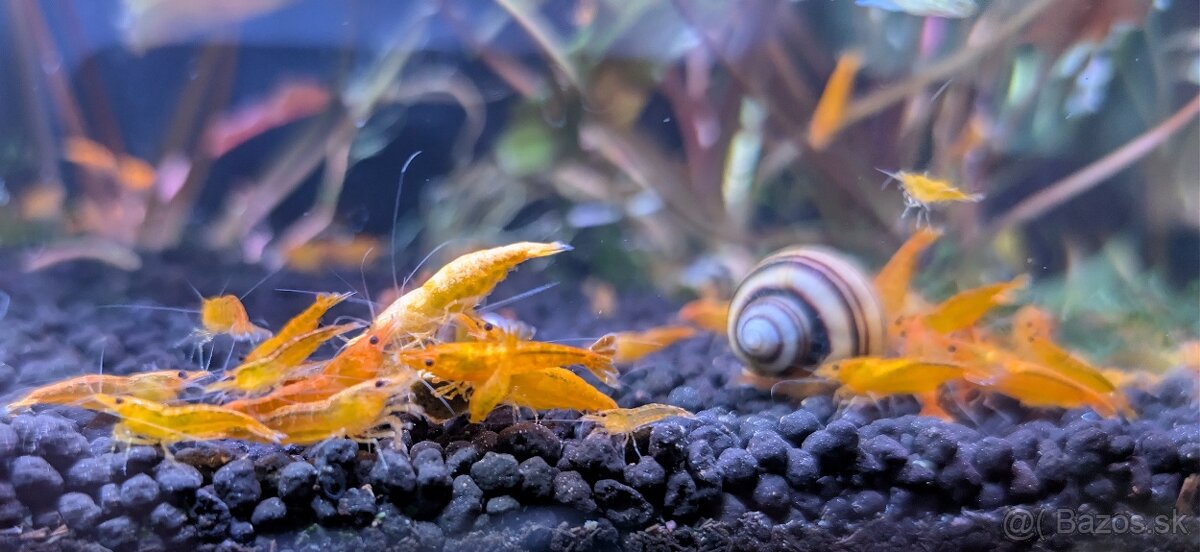 Predám krevety Neocaridina davidi - Orange - 3