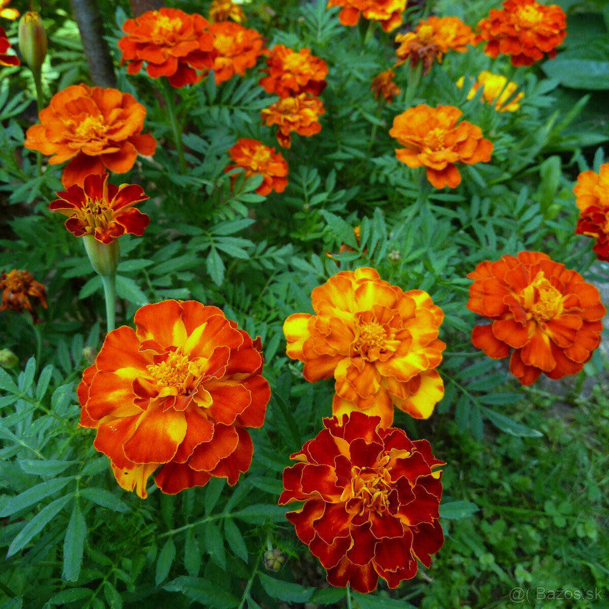 Semienka-koriander,petržlen vňaťový,smraďošky (aksamietnice) - 3