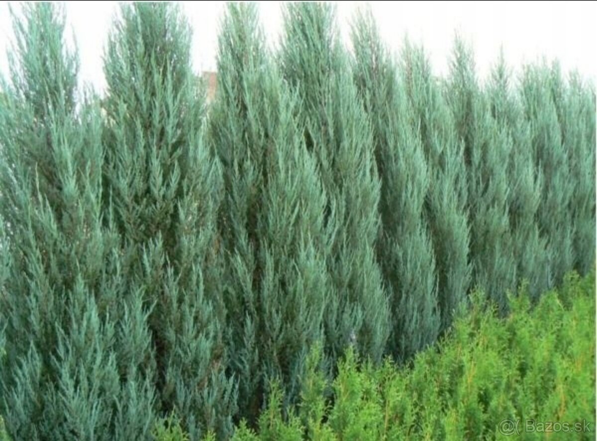Borievka - juniperus blue arrow - 3