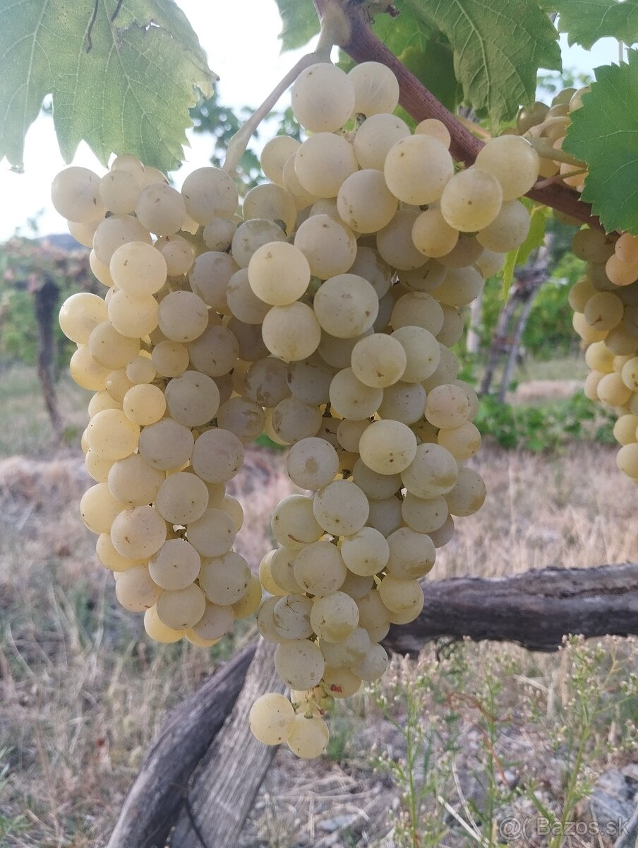 Predám hrozno - Muškát Moravský - 3