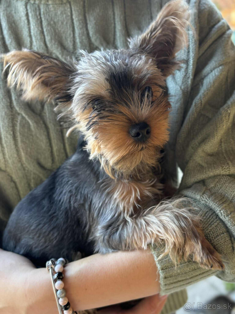 Baricsfarma ponúka na predaj mini yorkshirského teriéra - 3