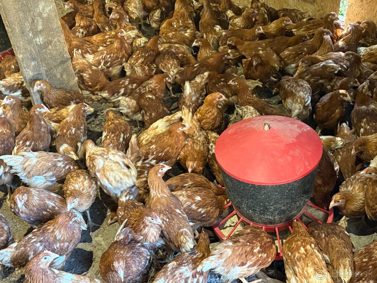 Sliepky Mládky Nosnice Lohman - 3