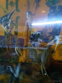 akváriové rybičky - 3