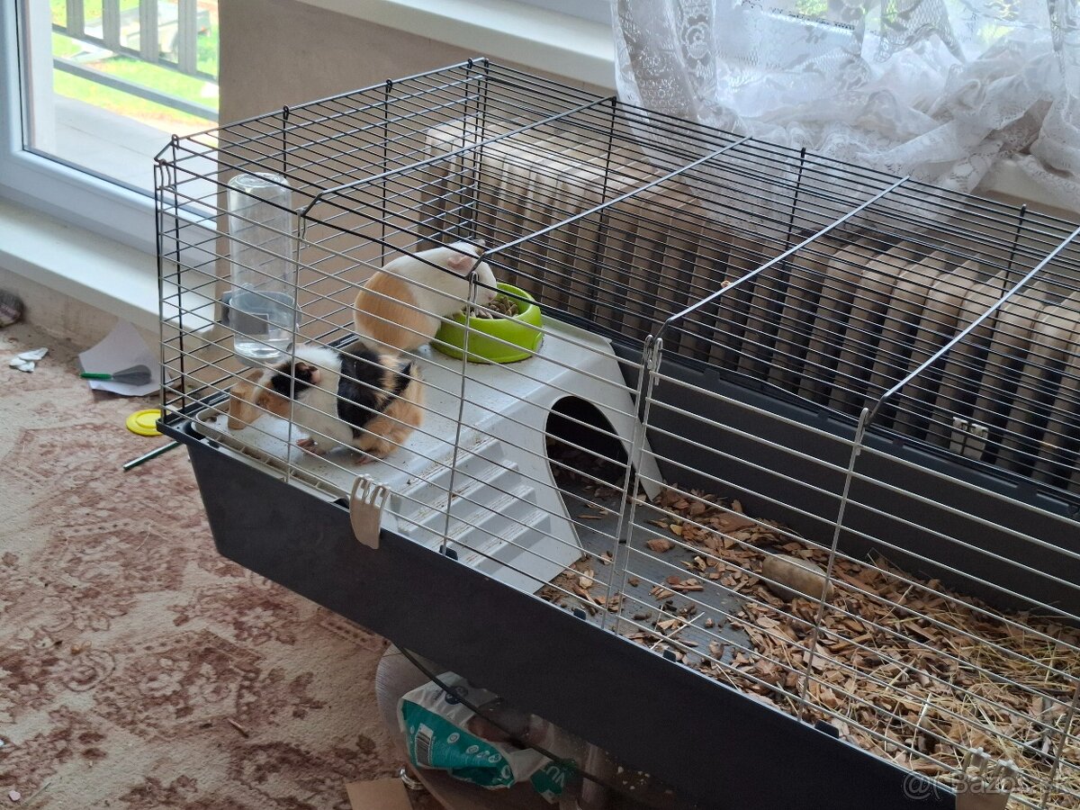 Morské prasiatka - 3