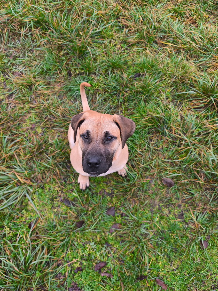 POZOR VYRAZNA ZLAVA Krásna fenecka Kanárska Doga s PP - 3