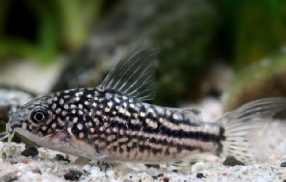 Akvarijné rybičky - 3