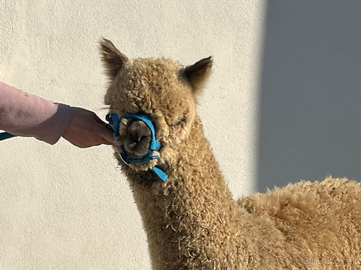Alpaka samček béžový - 3
