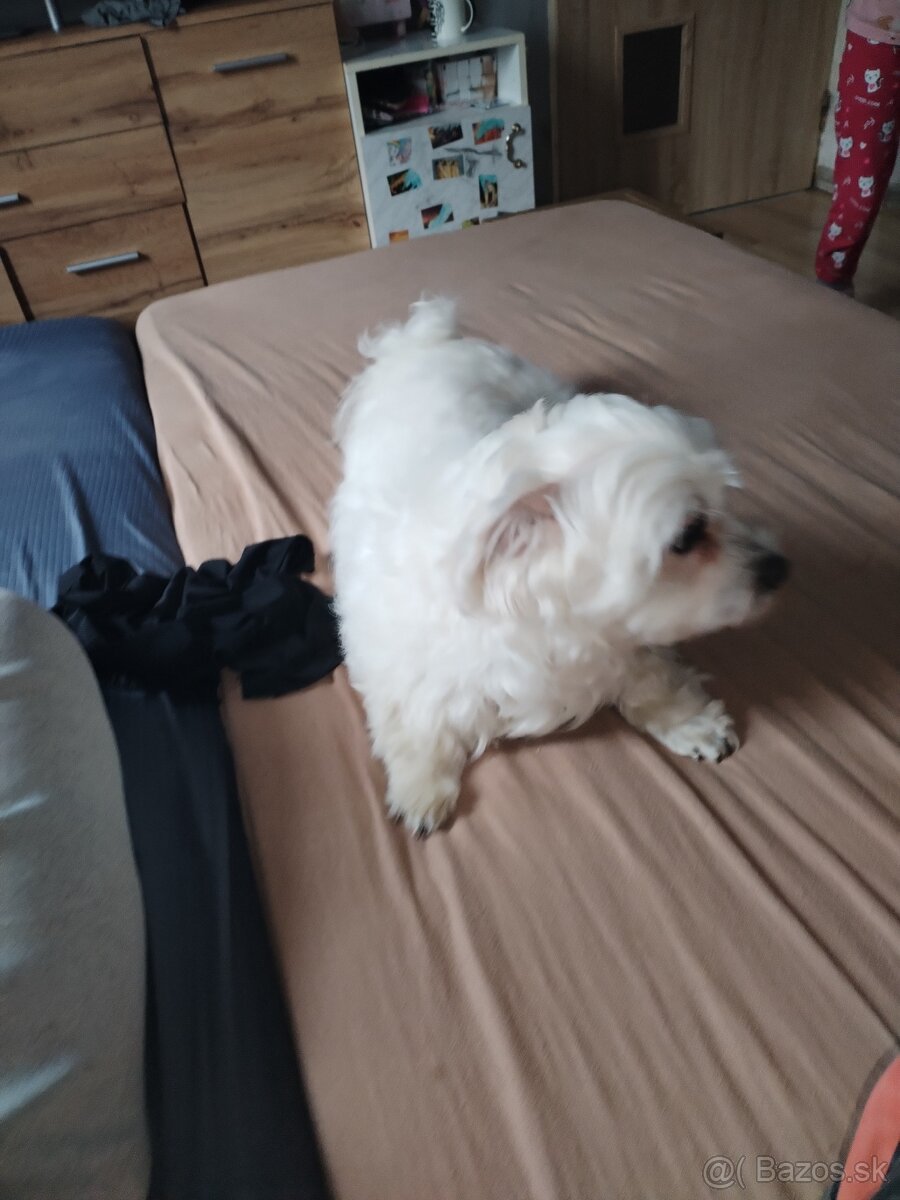 Predám maltezáka - 3