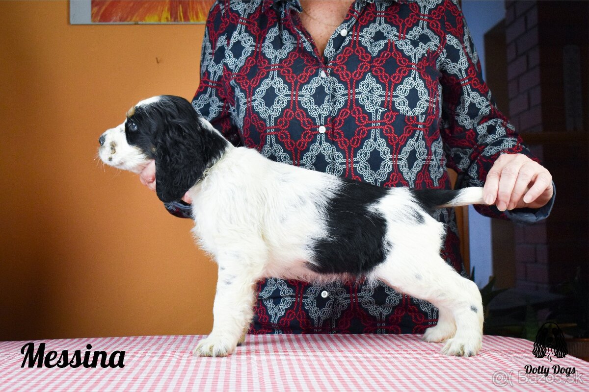 Anglický špringršpaněl štěně - 3