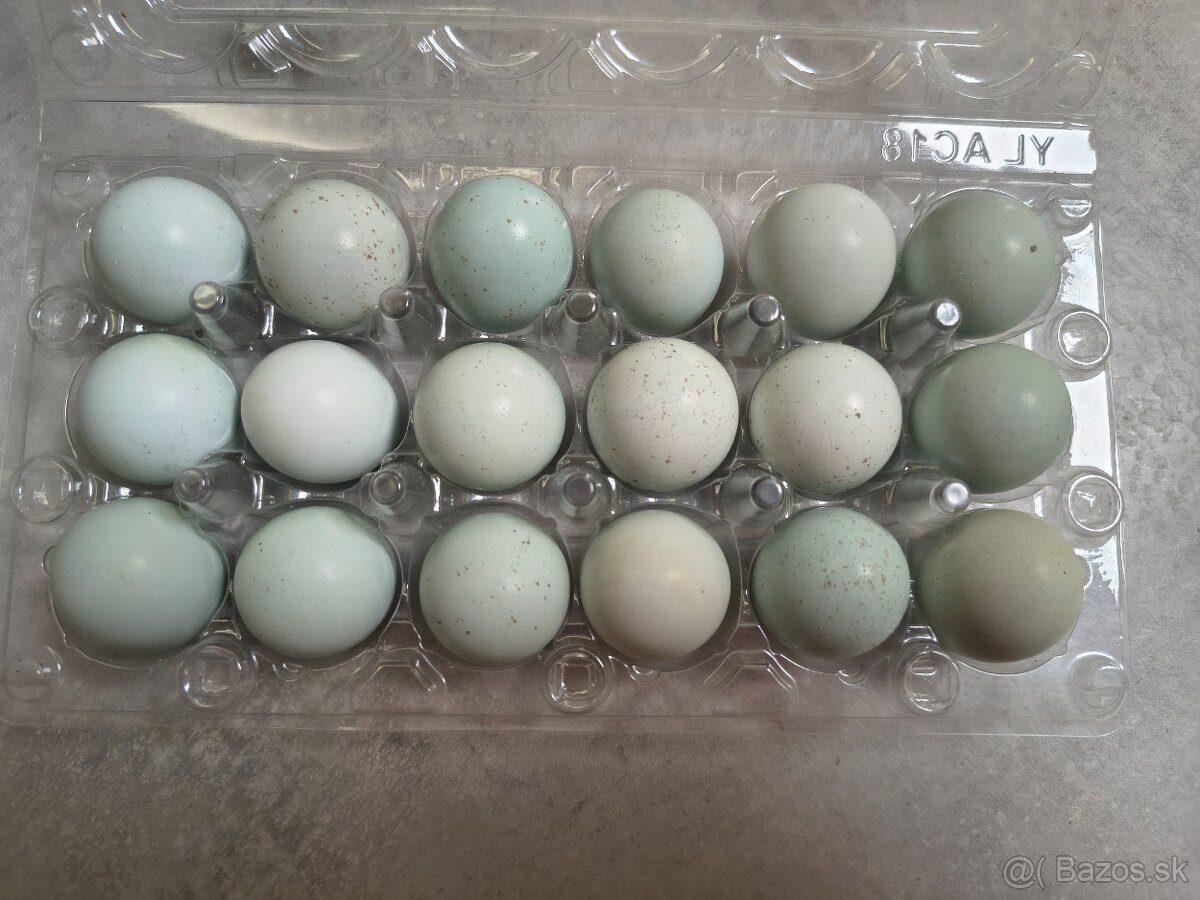 Prepeličie vajíčka - jumbo a celadon - 3