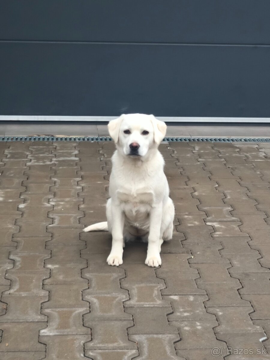 Darujem 1,5 r labrador - 3