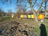 Predám včely - 3