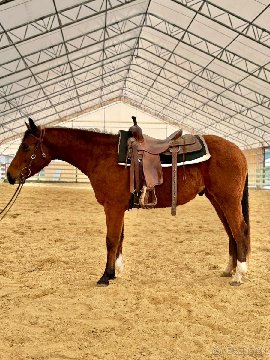 QH valach 3r. Na predaj - 3