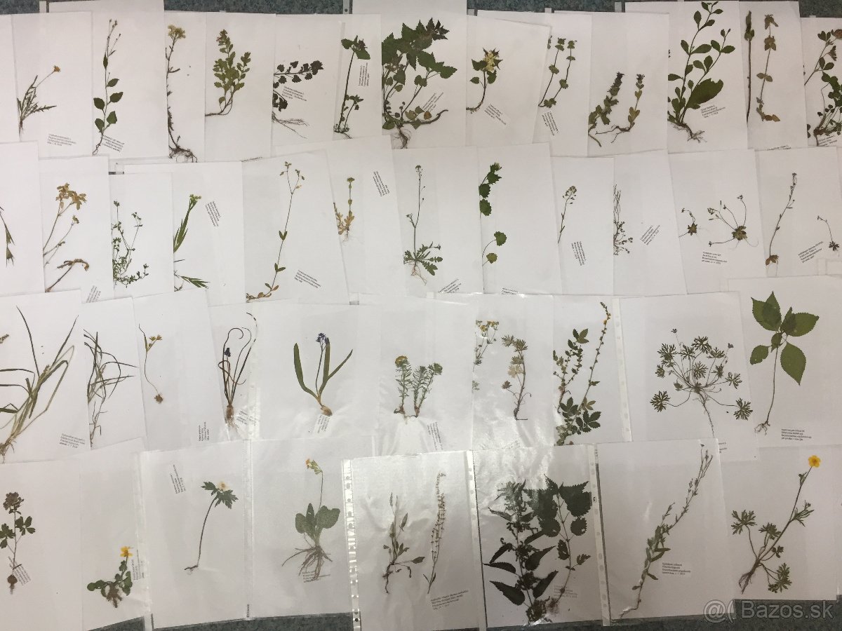 Herbár 2025, byliny, letné, zimné vetvičky, púčiky drevín - 3