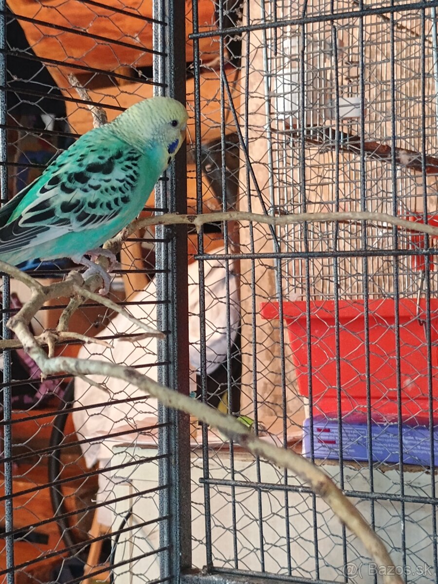 Mladé korely a andulka - 3