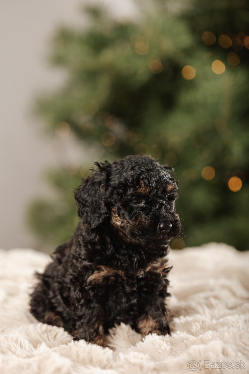 Trpasličí pudel s PP - 3