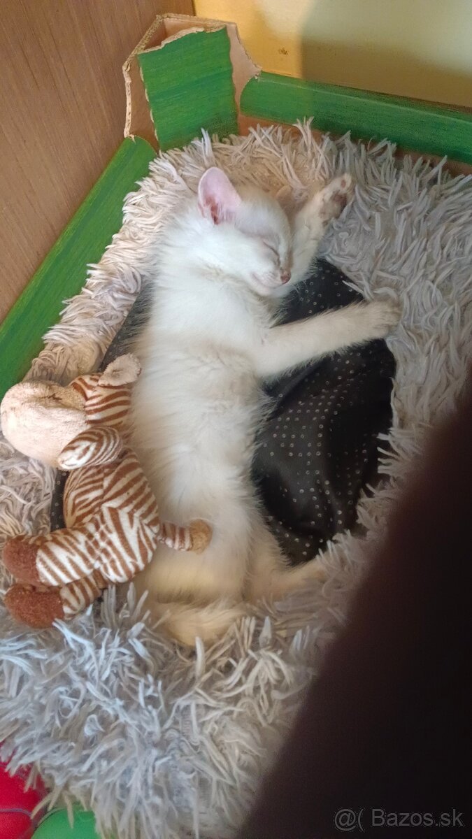 Darujem dvoch kocúrov a jednu mačičku - 3