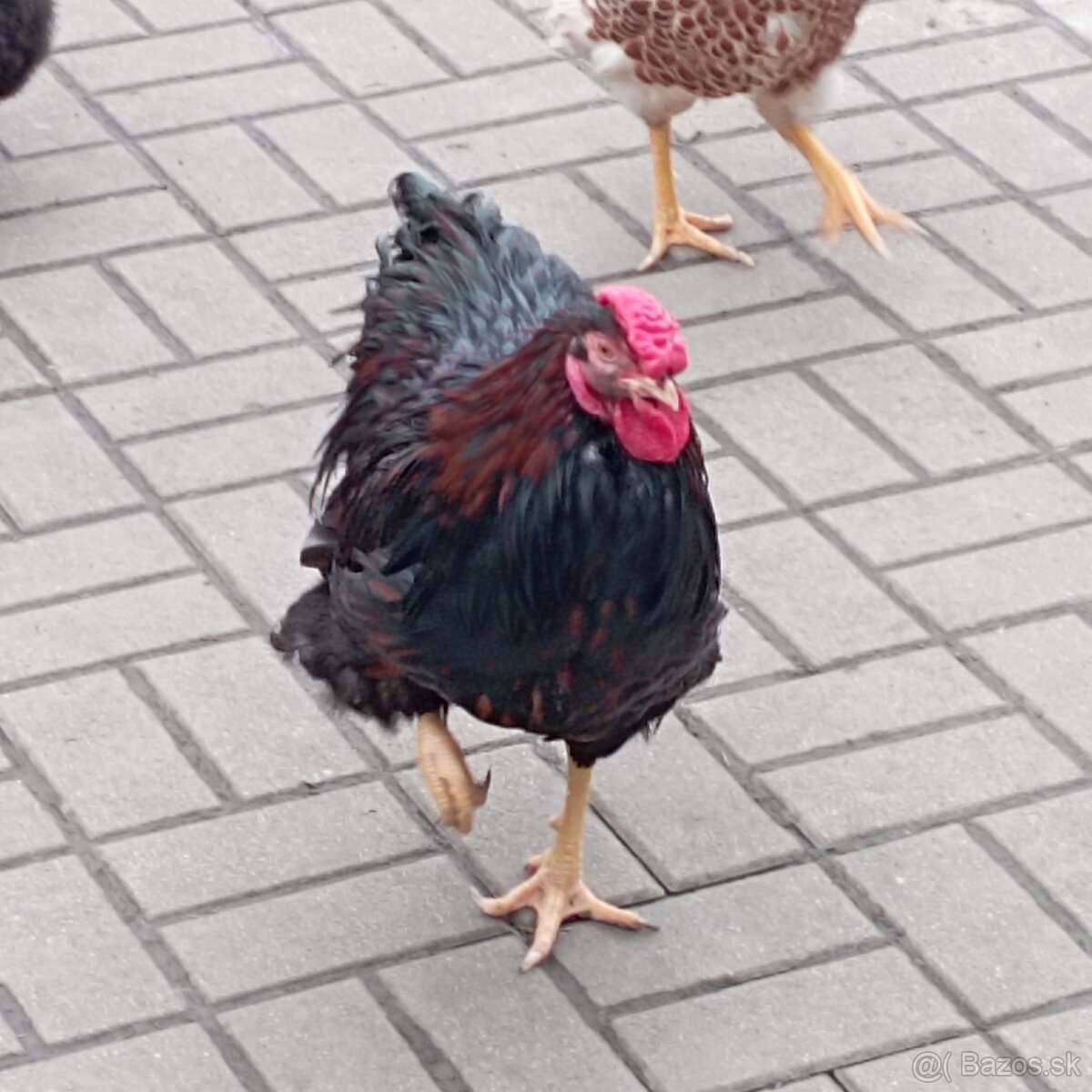 Wyandotka - 3
