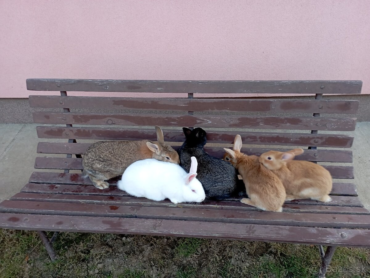 Mladé králiky - 3