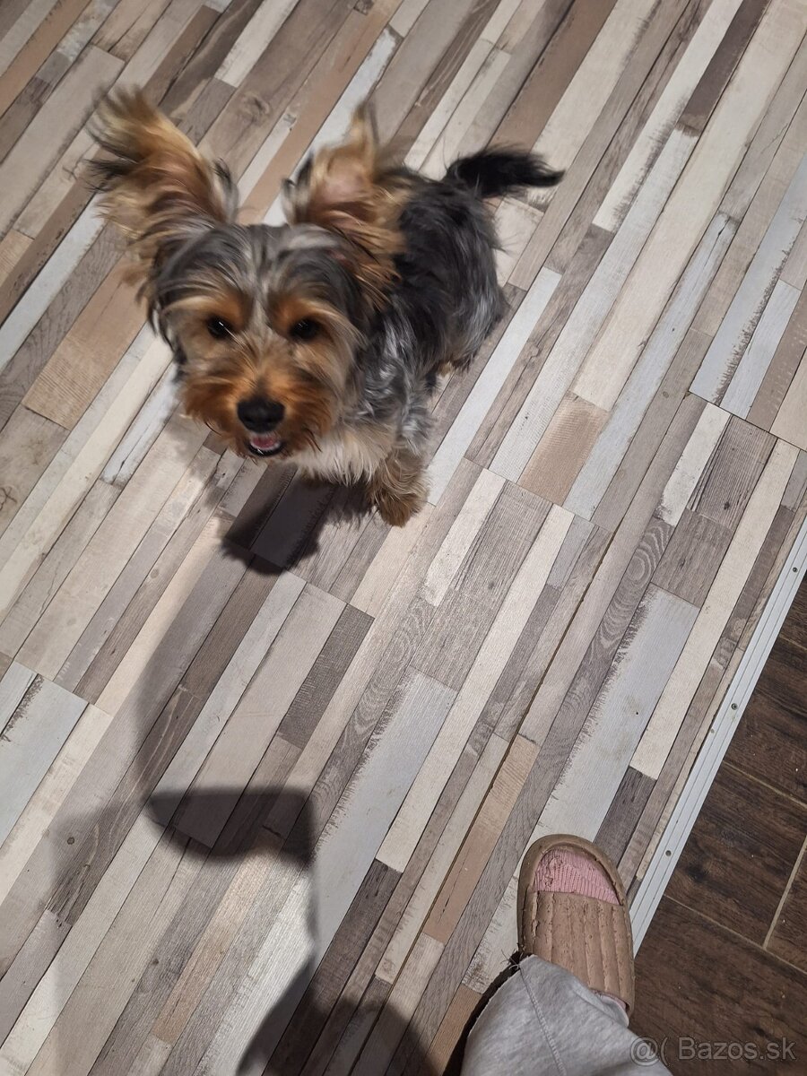 Yorkshirsky terier , Jorkšírský teriér , Yorkshire terier - 3