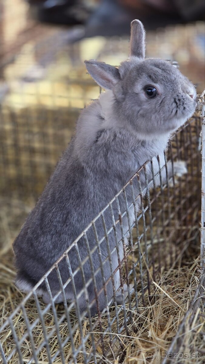 Zakrslý králik - 3