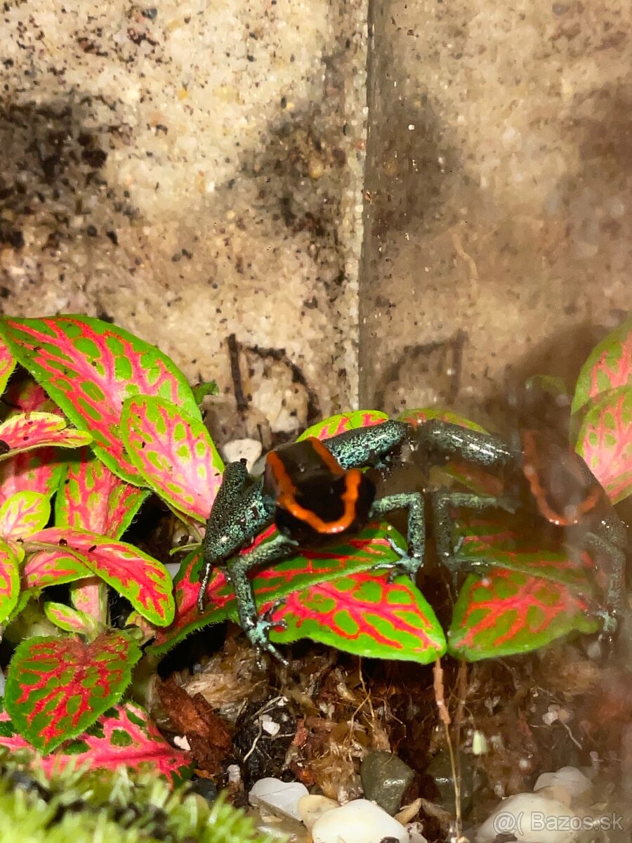 Phyllobates vittatus - 3