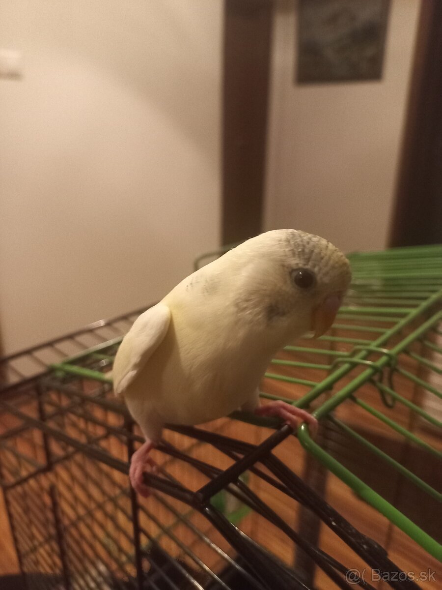 Polokrotká andulka - samček - 3