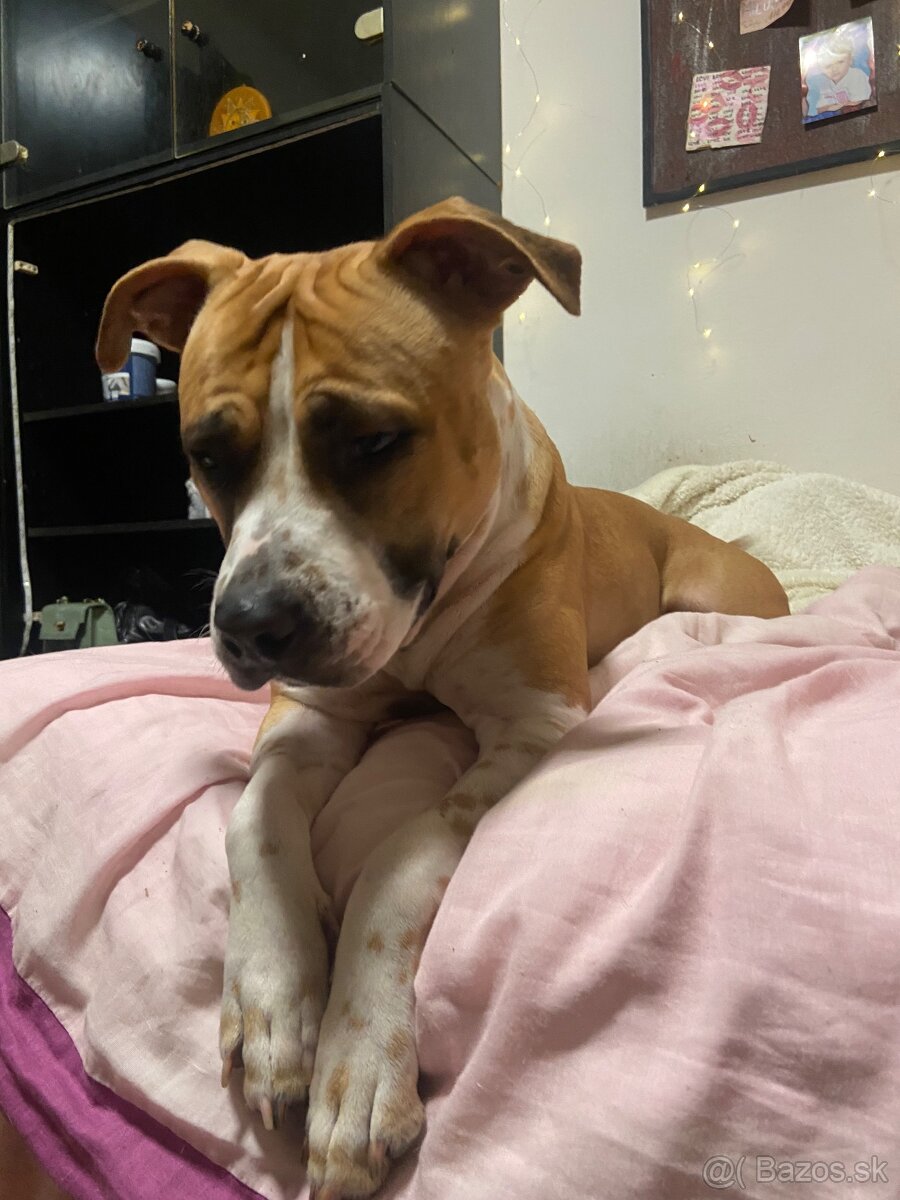 Darujem Staforda do dobrých rúk - 3