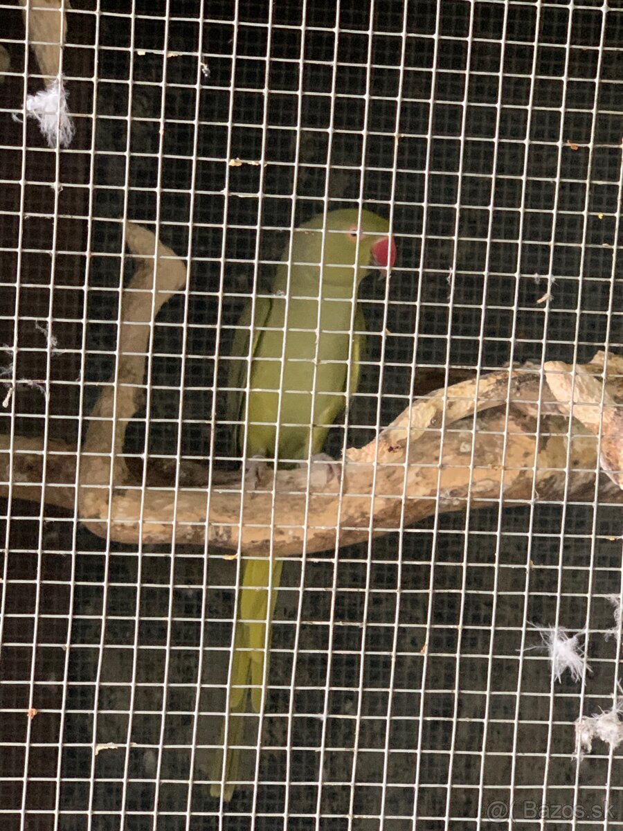 Alexander malý samček+samička - 3