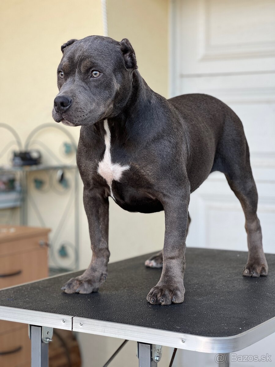 American bully xl s PP - 3